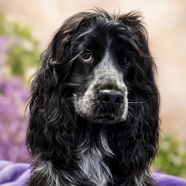 Photo of Bhodi