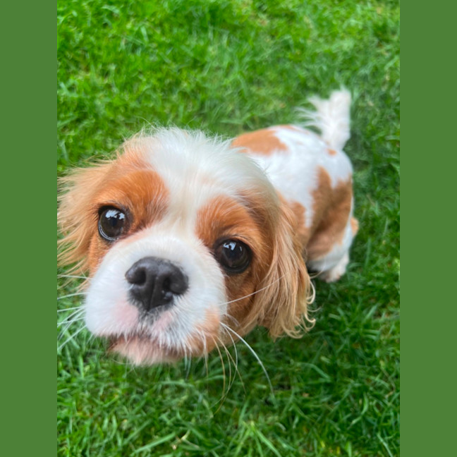 Photo of Loyal Miss Paris