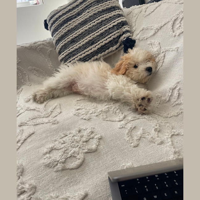 Photo of Bodhi