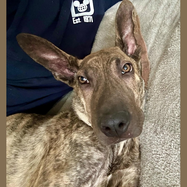 Photo of Tank (8872)