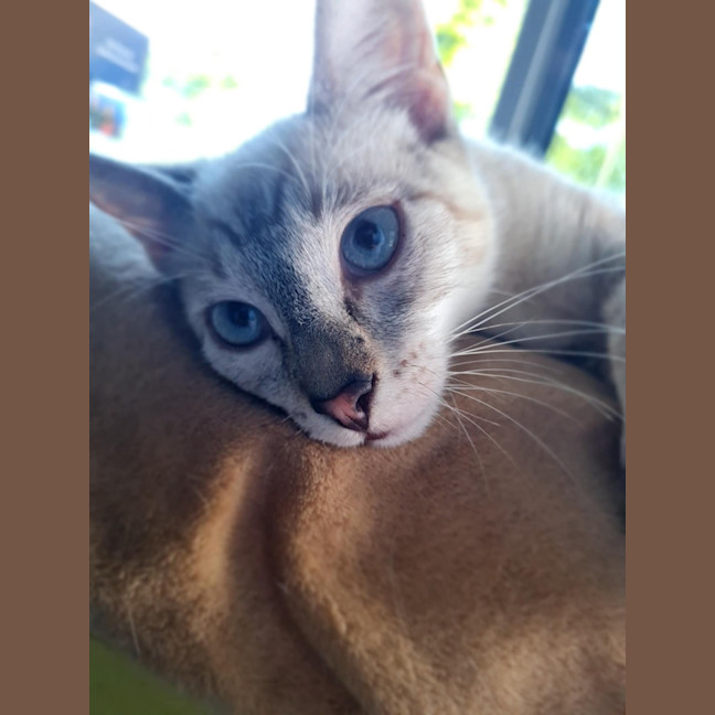 Photo of Sergeant Sprinkles