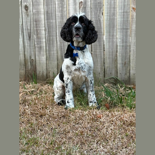 Photo of Harley