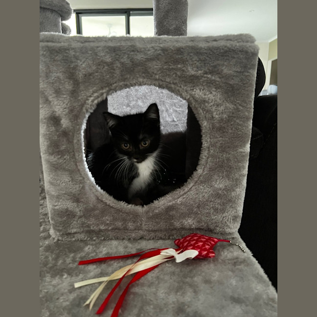 Photo of Checkers