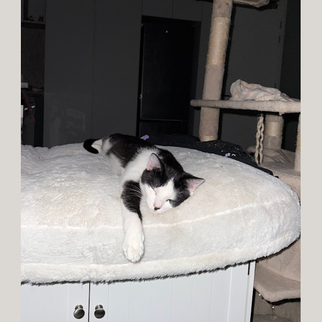 Photo of Panda Scott