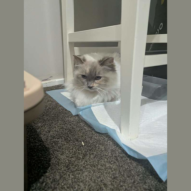 Photo of Betty