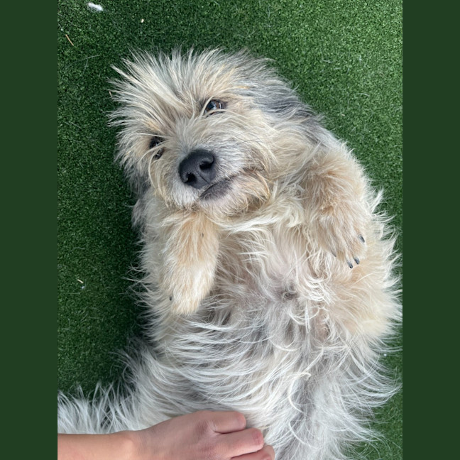 Photo of Scrappy Imp 1855