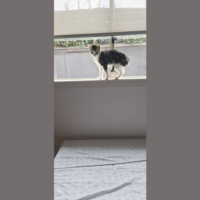 Photo of Archie