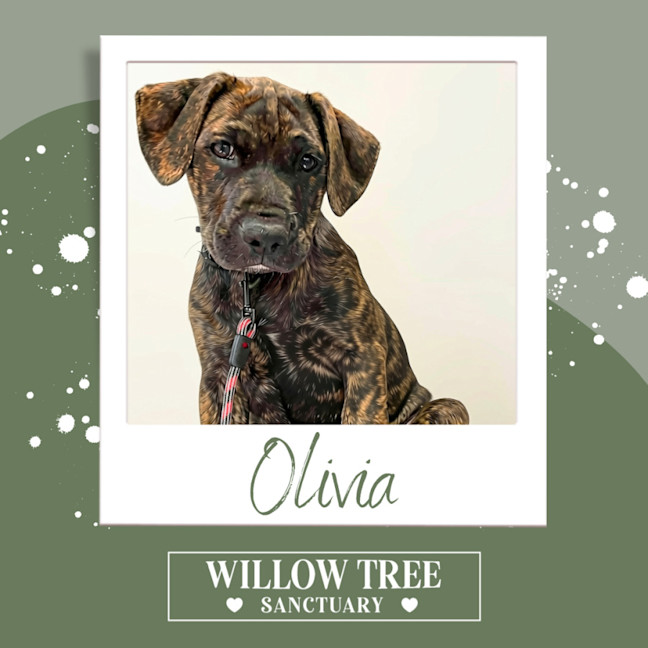 Photo of Olivia