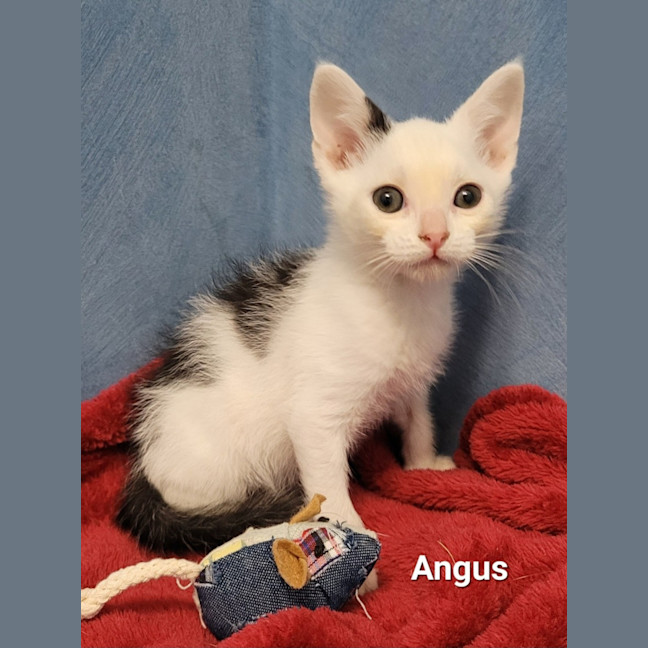 Photo of Angus