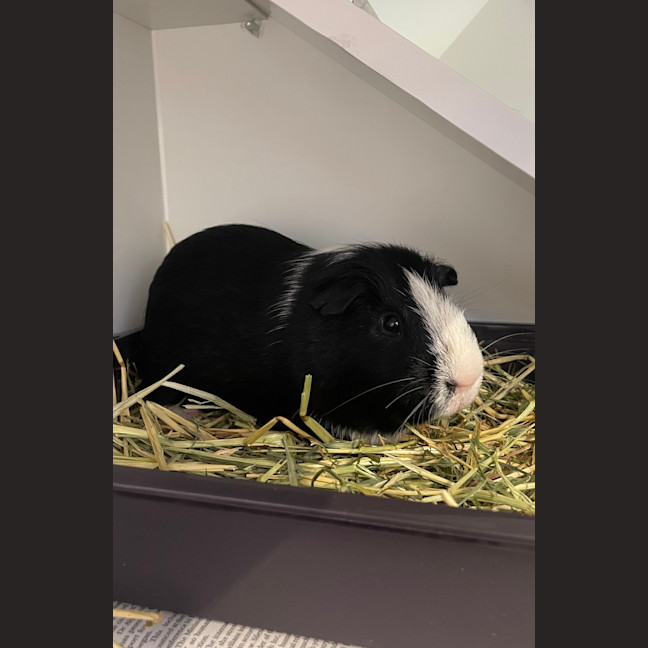 Photo of Pippin (Bonded To Gandalf)