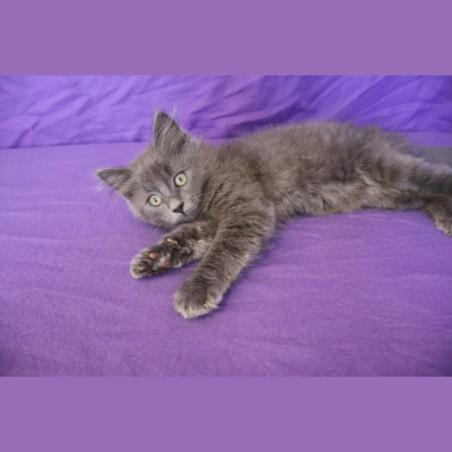Photo of Muffin