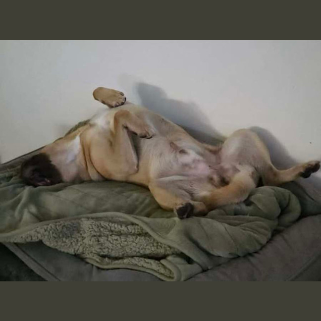 Photo of Bear