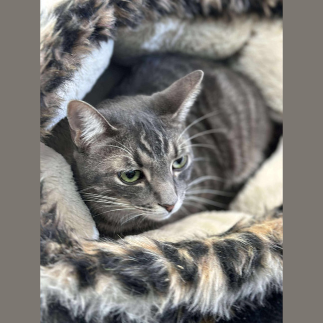 Photo of Aslan