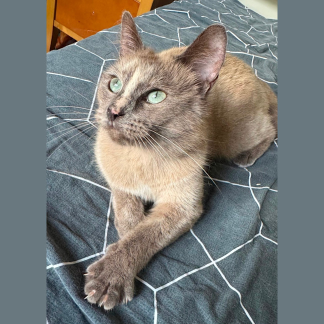 Photo of Bluebelle 