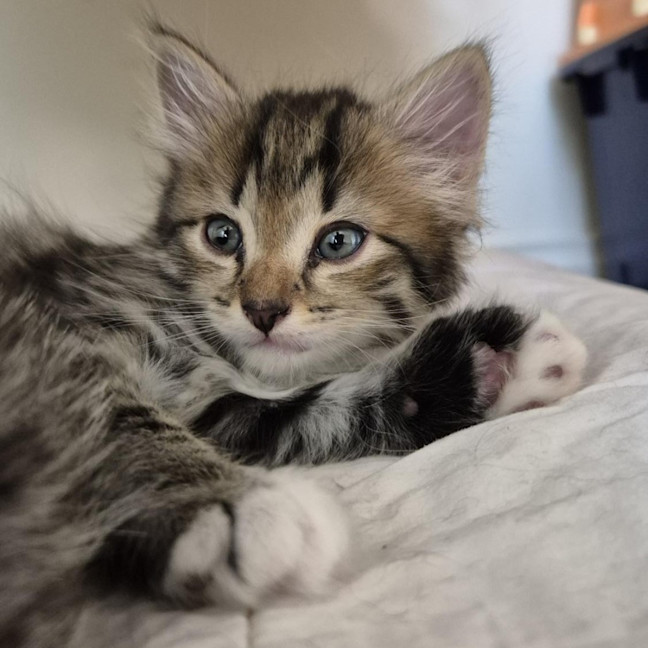 Photo of Winston