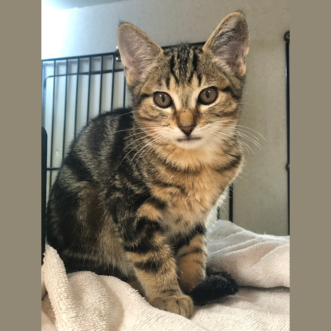 Photo of Peanut