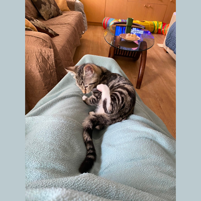 Photo of Timmy (Bob)