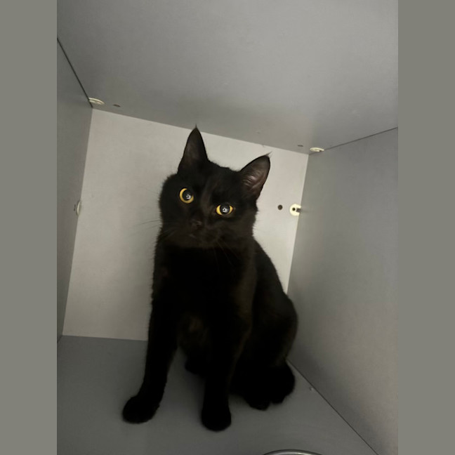 Photo of Nox