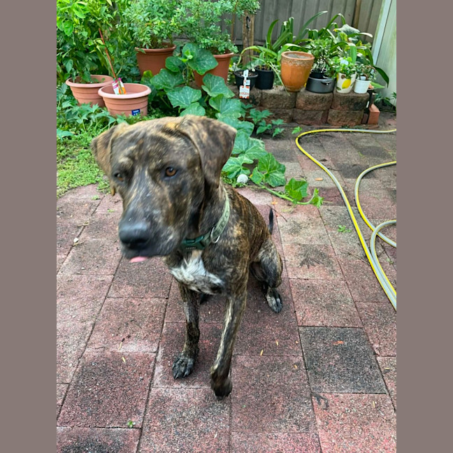 Photo of Humphrey   10 Month Old Bull Mastiff X