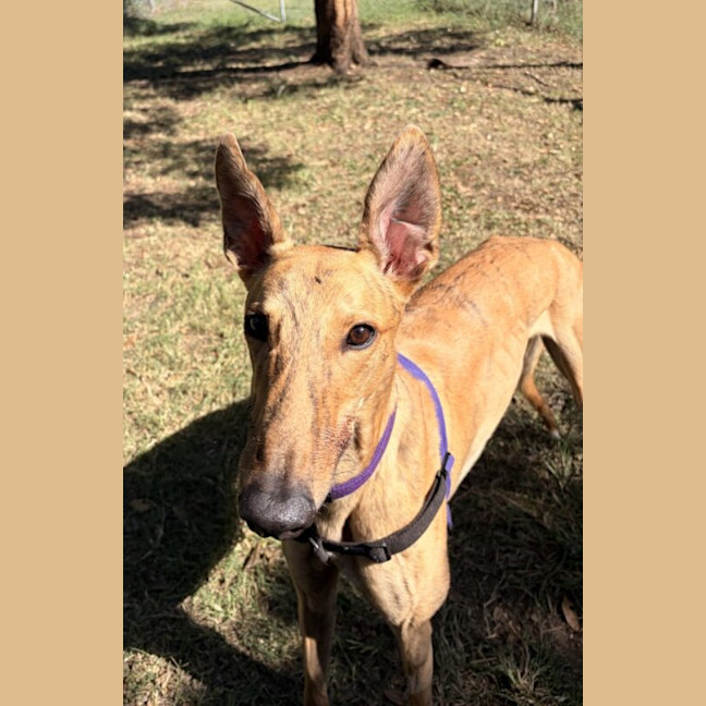 Photo of Wiggles