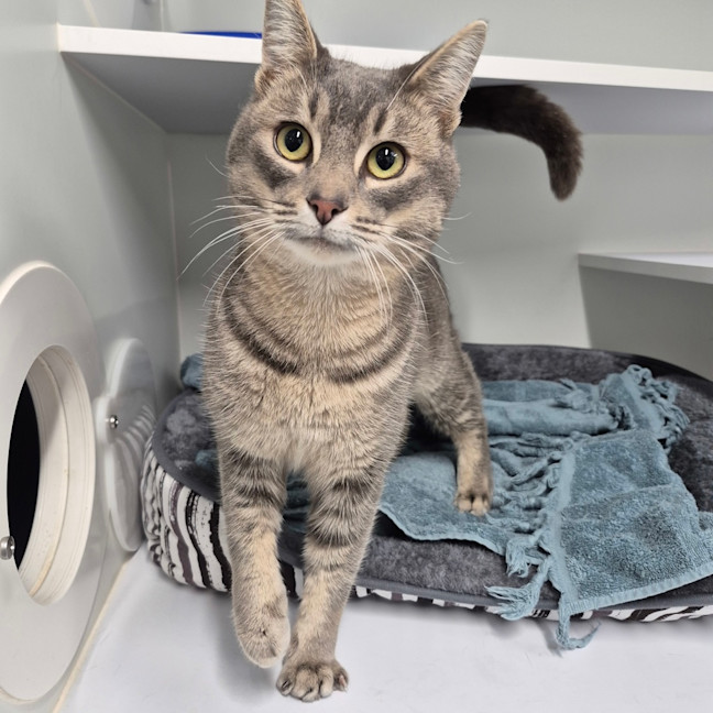 Photo of Bandit