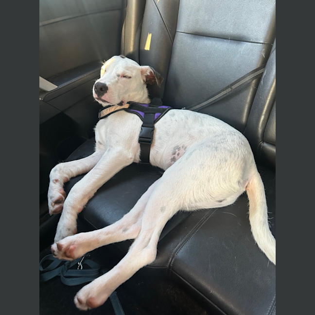 Photo of Scruffy   7 Month Old Wolfhound X