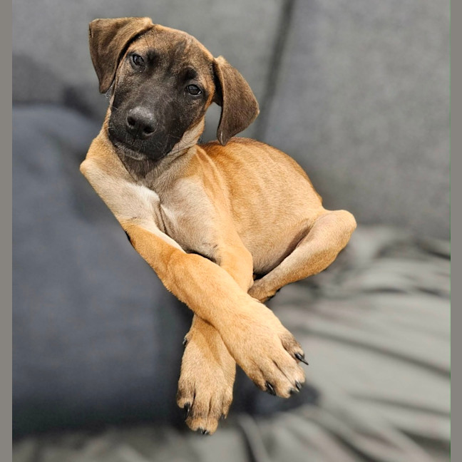 Photo of Nala