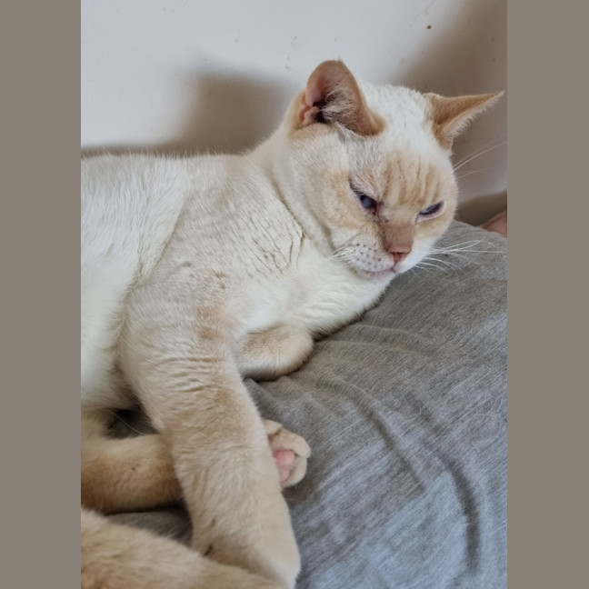 Photo of Strudel