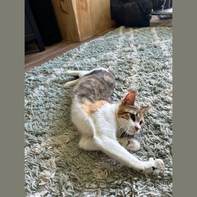 Photo of Sprinkles