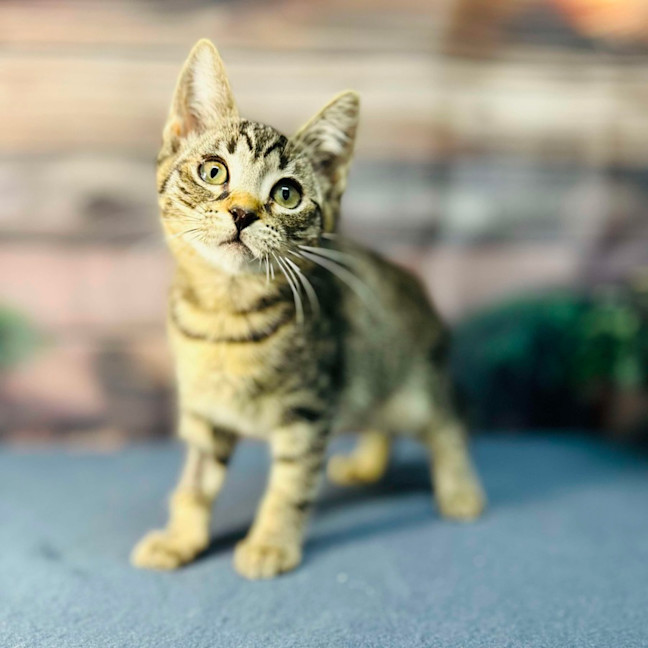 Photo of Apollo   Meet Me In Preston