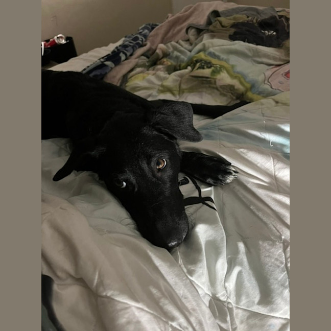 Photo of Luna Aka Lu Lu