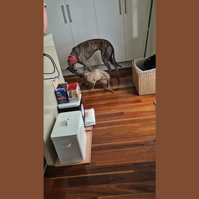 Photo of Jazzy, The 1 Year  Greyhound