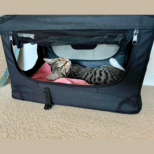 Photo of Tarzan And Zora