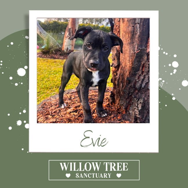 Photo of Evie
