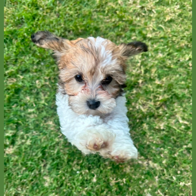 Photo of Rusty
