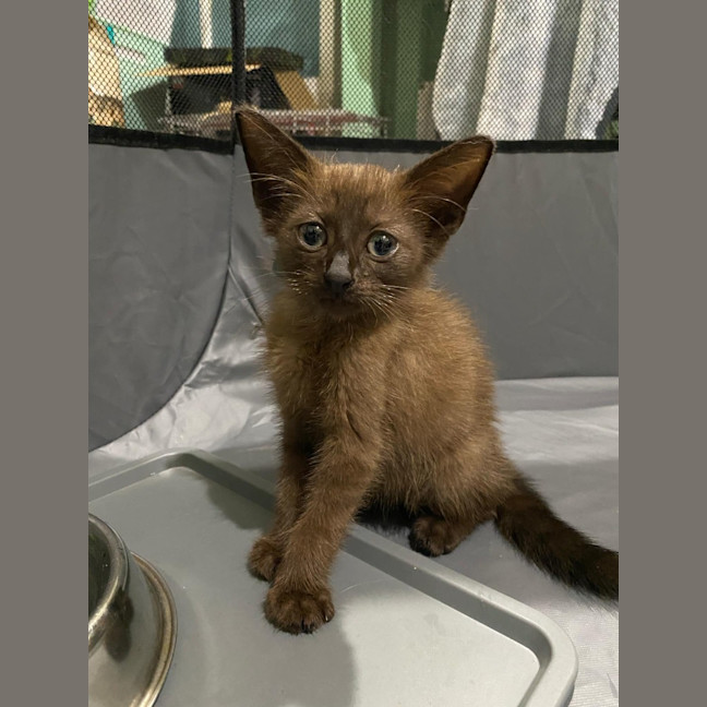 Photo of Twinkle   K28