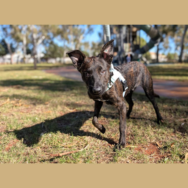 Photo of Koda