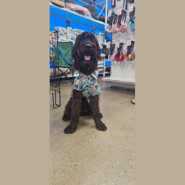 Photo of Pippin