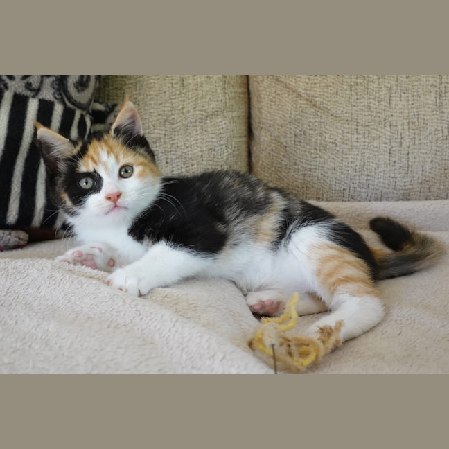 Photo of Davina   Burnie