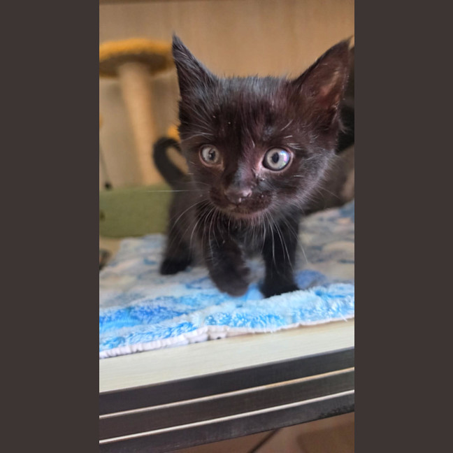 Photo of C1630 Midnight