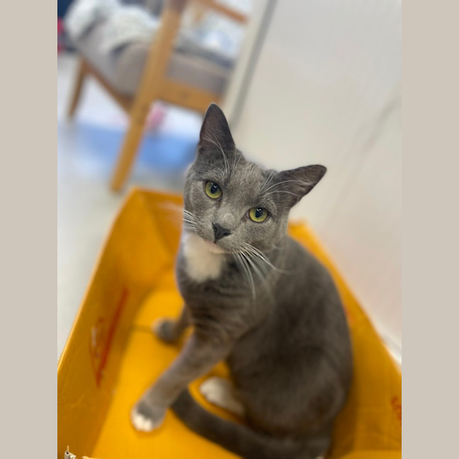 Photo of ♟ Astin 5530 ♟