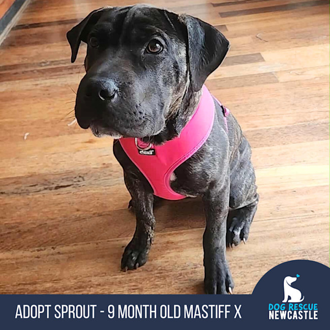 Photo of Sprout   9 Month Old Mastiff X