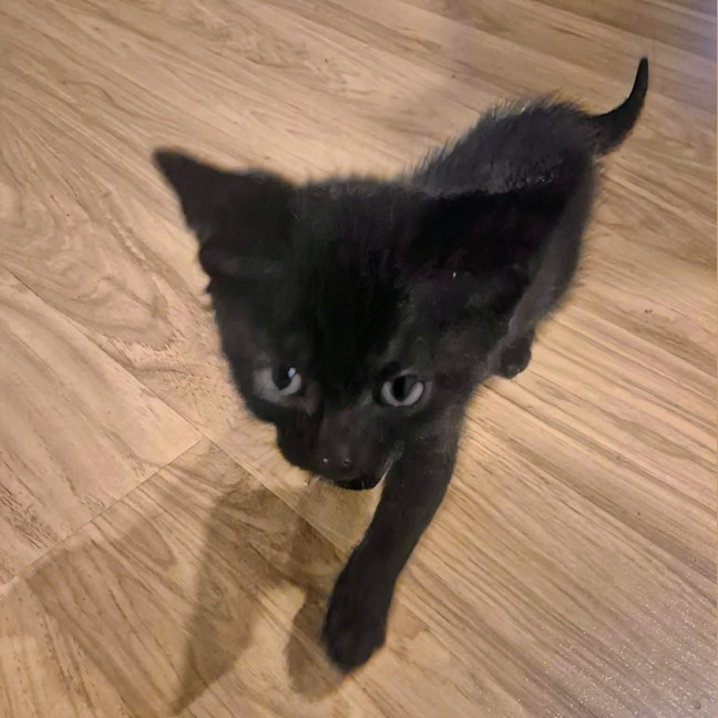 Photo of Toro