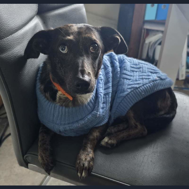 Photo of Lulu