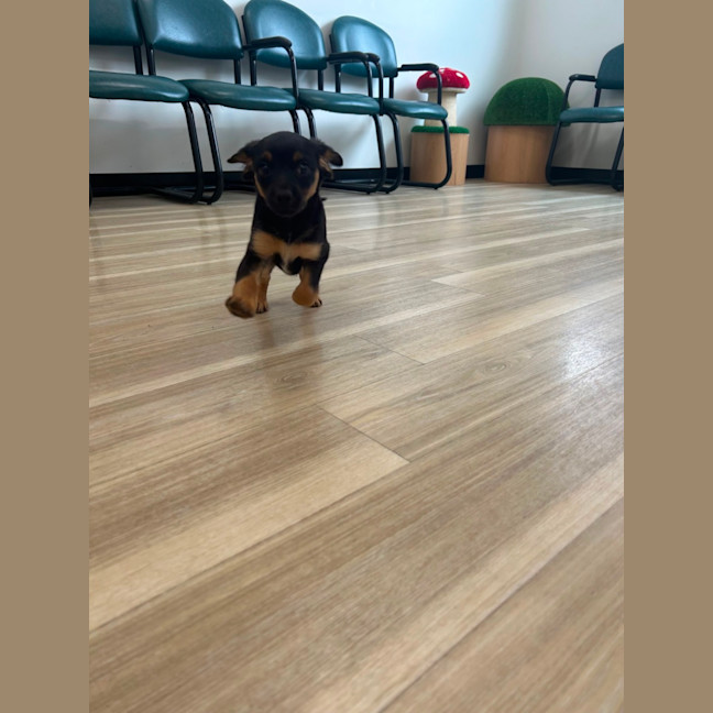 Photo of Daisy