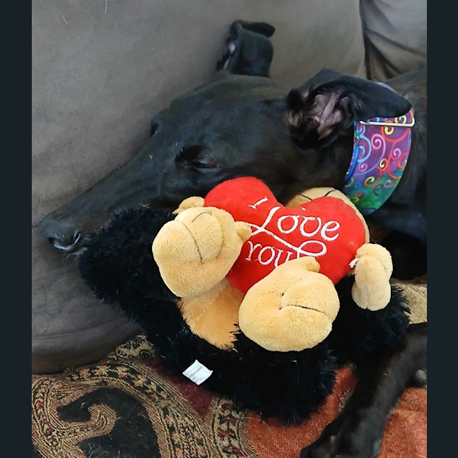 Photo of Sarah, The Greyhound