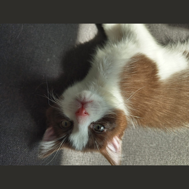 Photo of Pear