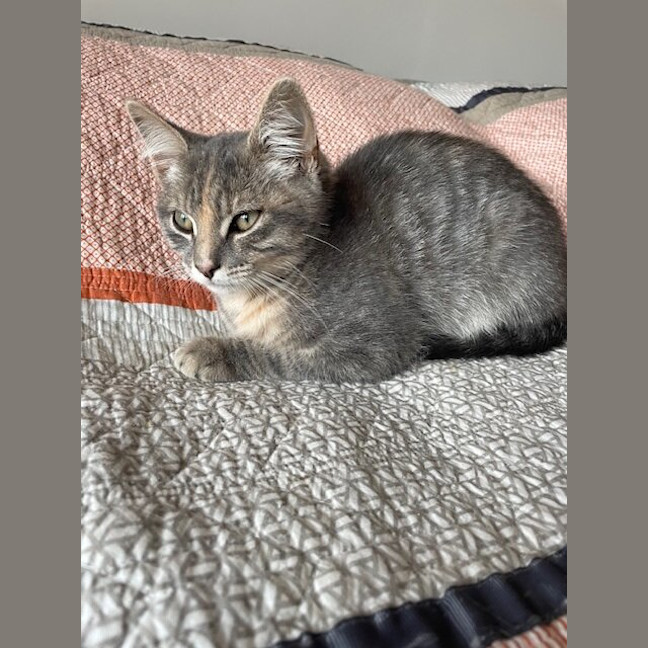 Photo of Daphne (Was Storm)