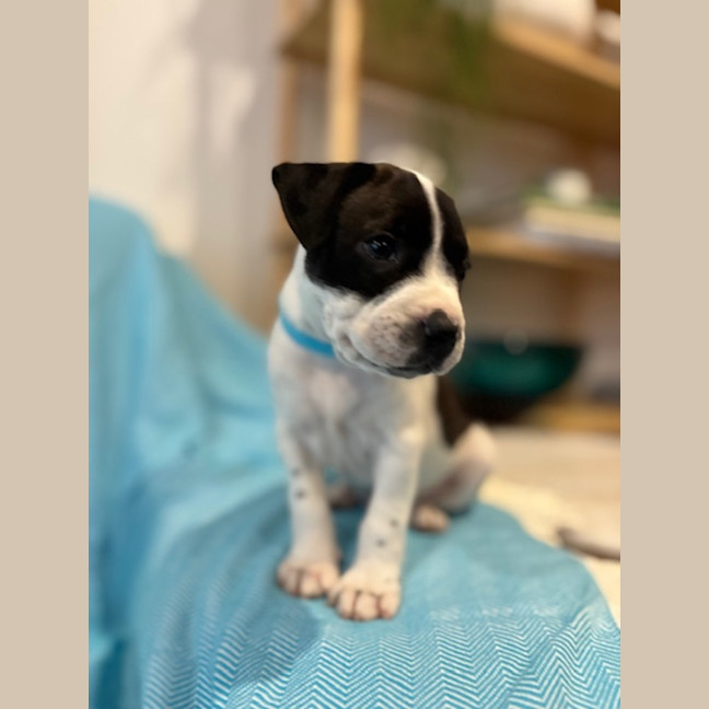Photo of Alfie