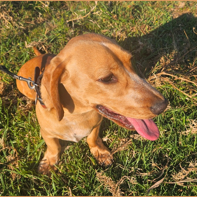 Photo of Rascal 